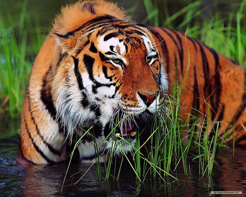 Pin on Tigers and other Big Cats, south china tiger HD wallpaper