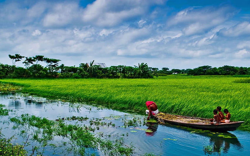 Bangladesh Sonargaon Rice Fields Beautiful Landscape Country In, bangladeshi HD wallpaper