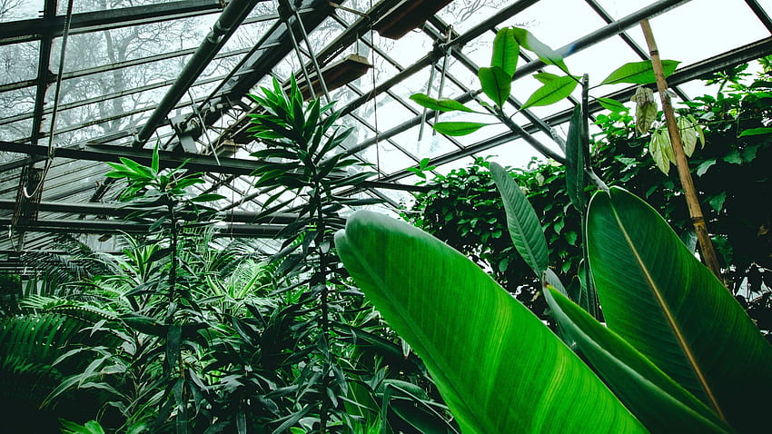 1920x1080 оранжерия, растения, тропически, листа, зелено пълно, телевизия, е, фонове, тропическо растение HD тапет