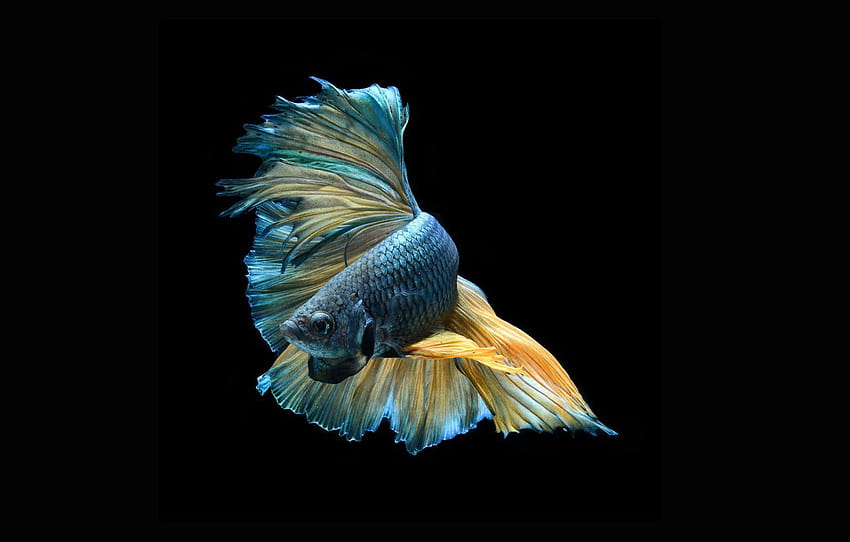 dark, beautiful, striking, colorful fish , section минимализм, colourful fish HD wallpaper