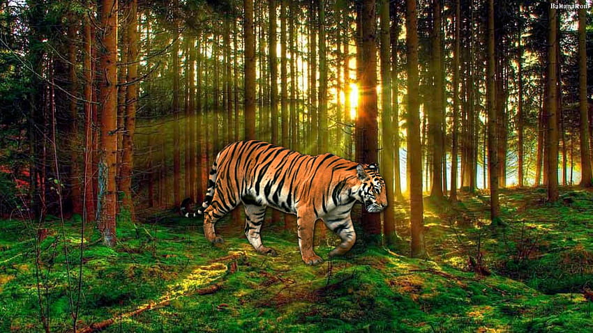 beautiful tiger HD wallpaper