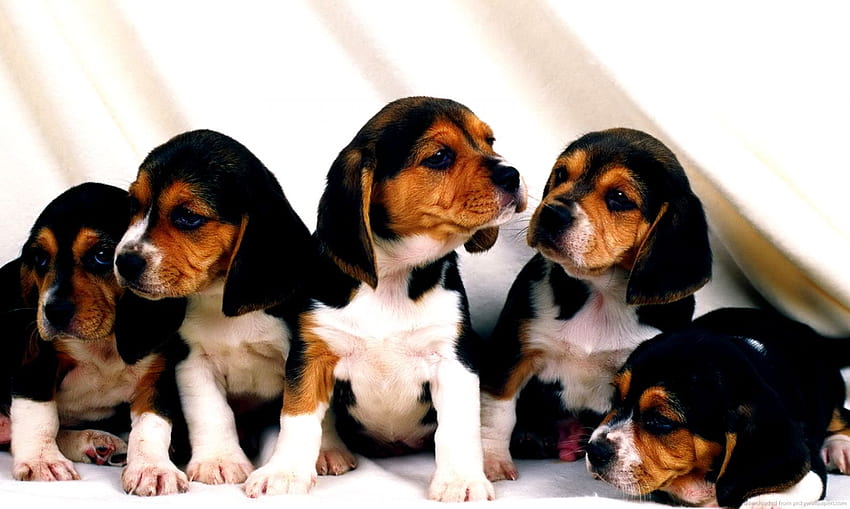 Beagle Puppy, baby beagles HD wallpaper