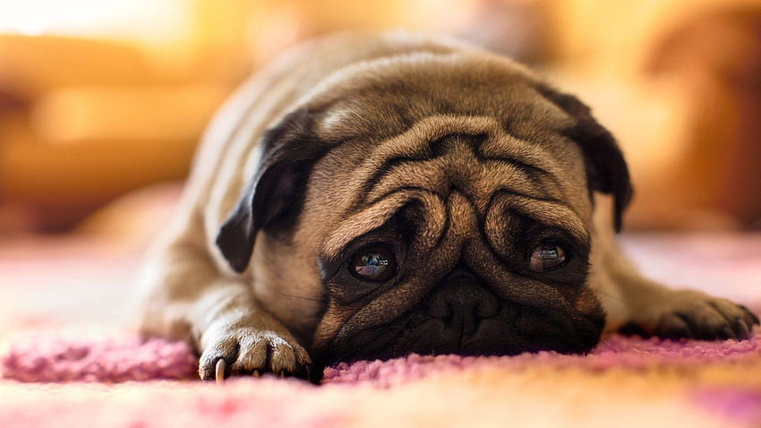 fourth of july pug, dogs crying HD wallpaper