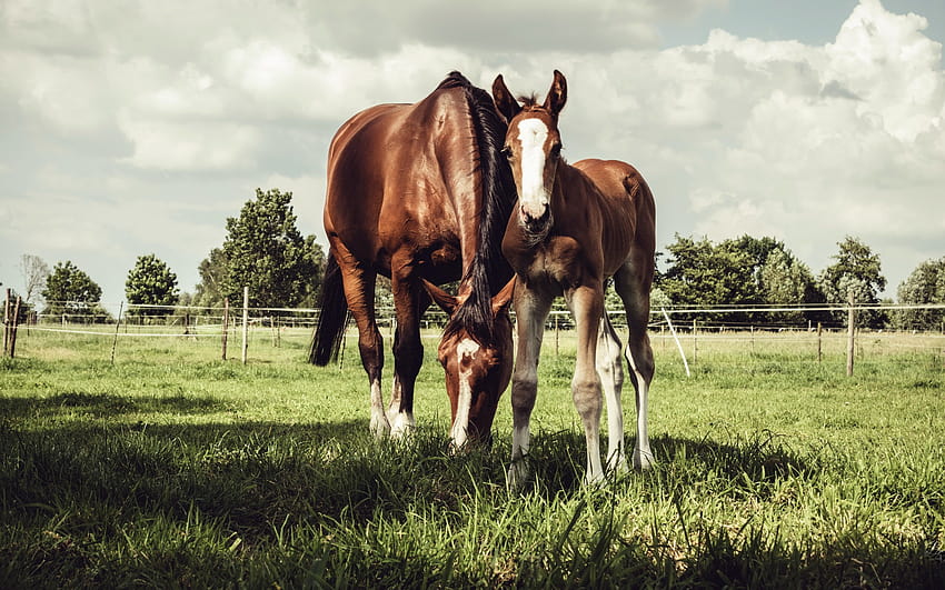 caballo marrón, granja, caballito, prado verde, hierba con resolución 2880x1800. Granja de caballos de alta calidad fondo de pantalla