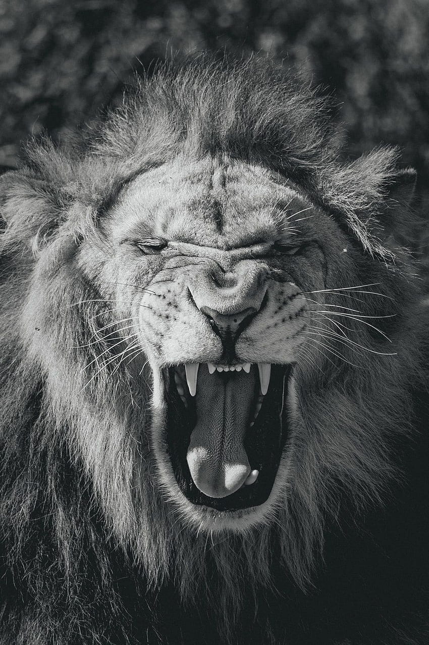 2 Singa &, singa yang menakutkan wallpaper ponsel HD