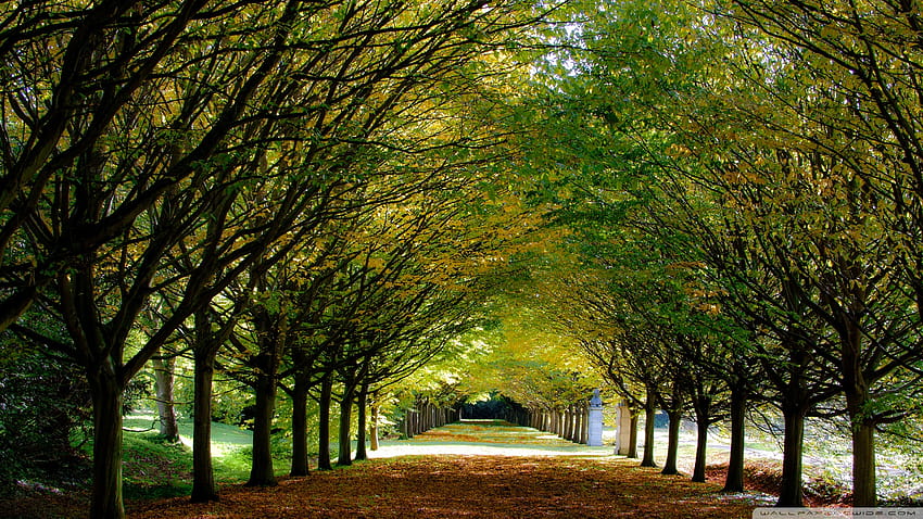 Autumn Anglesey Abbey Cambridgeshire England, uk autumn HD wallpaper
