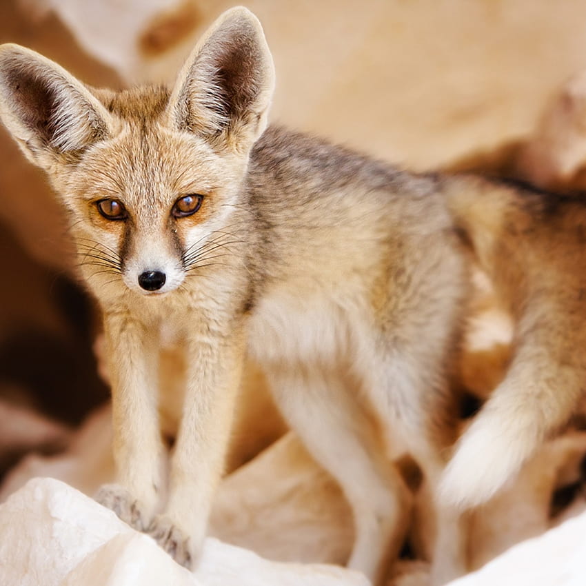 Fennec Fox, desert fox HD phone wallpaper