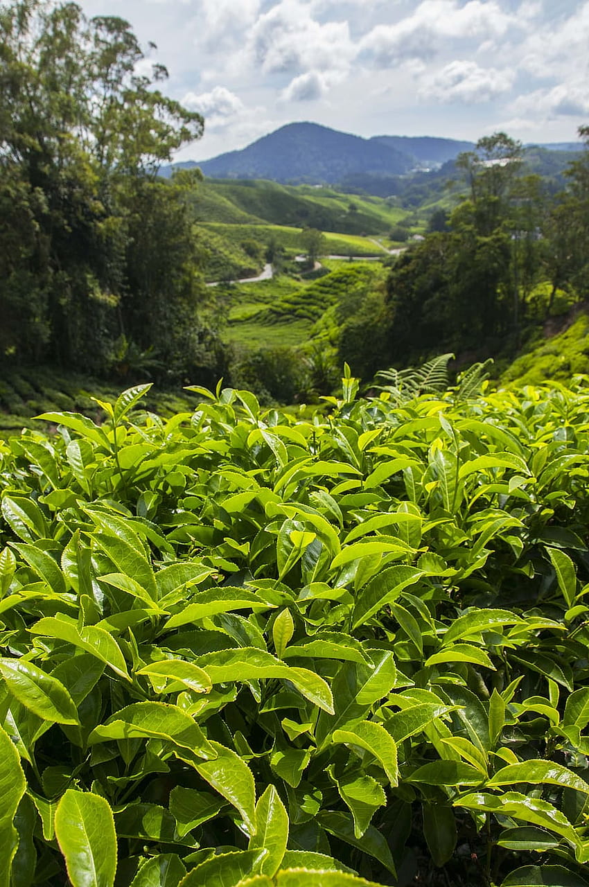 : tea plantation, cameron highlands, malaysia, asia, iphone xr agriculture HD phone wallpaper