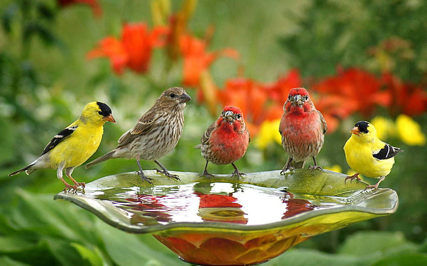 Птици Сладки птици пият вода : 13, пойни птици HD тапет