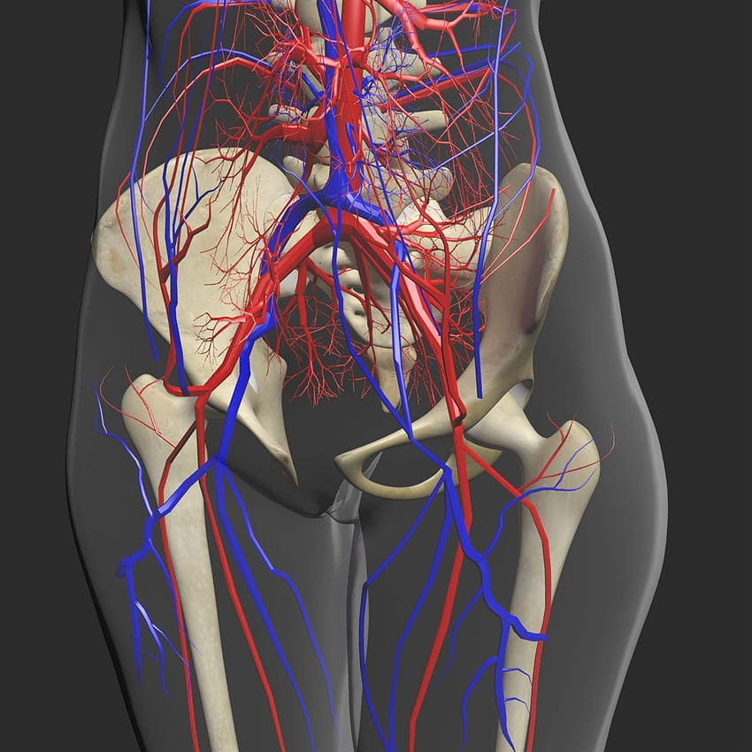 Circulatory System with Skeleton Combo 3D Model HD phone wallpaper
