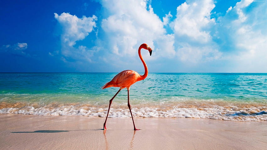 flamant rose, oiseau, plage, océan, animaux, oiseau flamant rose Fond d'écran HD