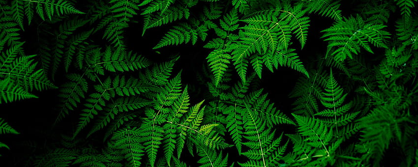 ใบไม้ 2560x1024 พืช พื้นหลังมอนิเตอร์มุมกว้างพิเศษสีเขียว วอลล์เปเปอร์ HD
