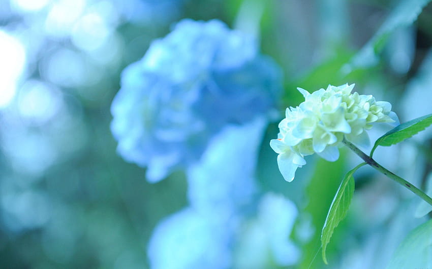 17 hermosas flores de hortensia, equipo de hortensia fondo de pantalla
