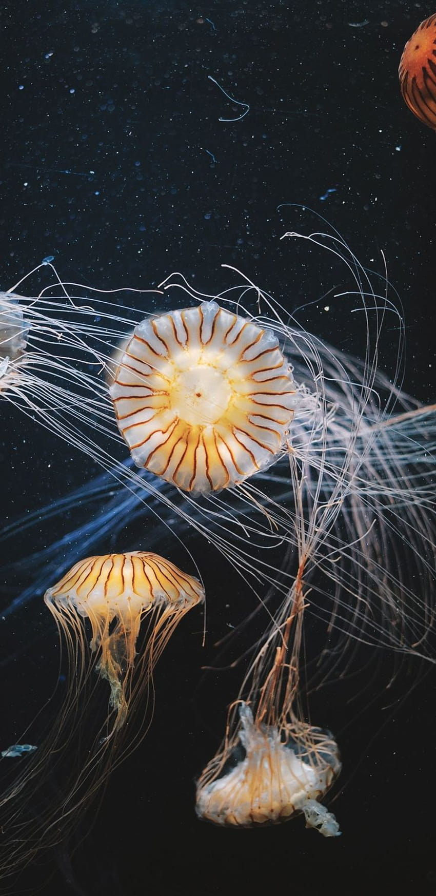 Aquarium, animals, aquatic, jellyfish, 1440x2960, deep sea creatures HD phone wallpaper