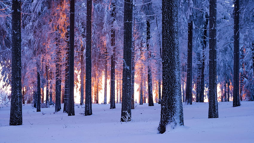 Las, Zima, Śnieżny, Świerk pospolity, Zachód słońca, Natura Tapeta HD