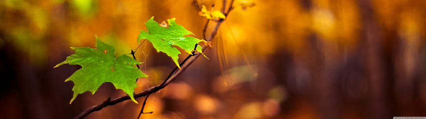 Green Leaves Autumn Ultra Backgrounds for : Multi Display, Dual Monitor : Tablet : Smartphone, 5120x1440 autumn HD wallpaper