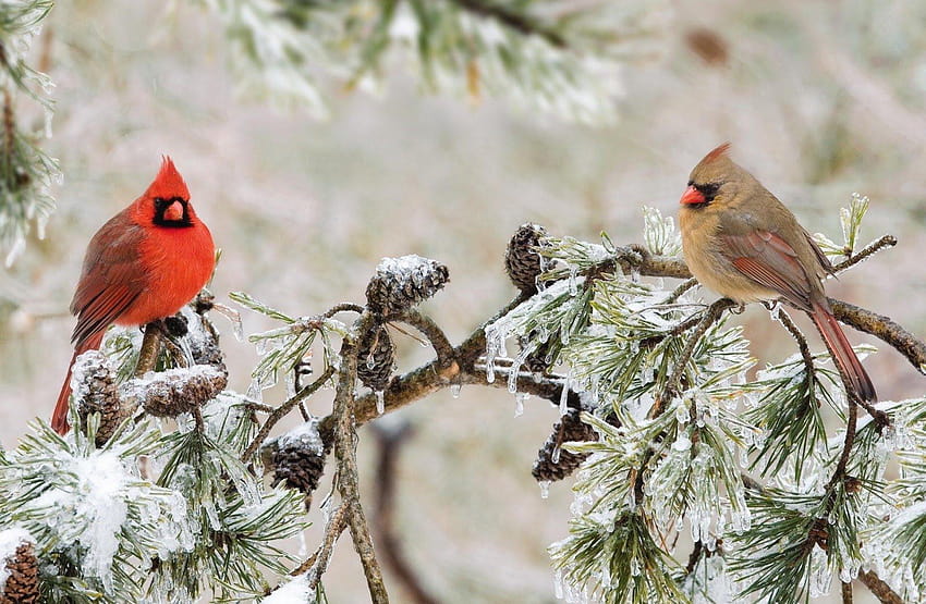 Male and Female Northern Cardinals in Winter Tree, winter cardinals HD wallpaper