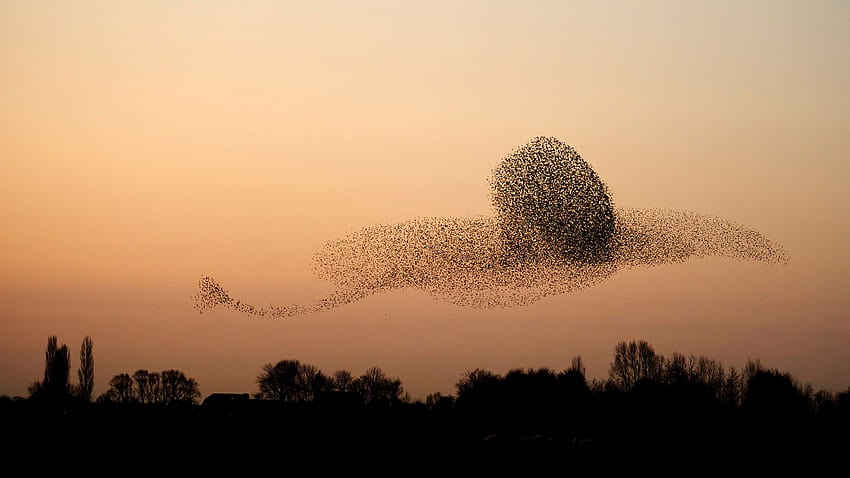 Murmuration of common starlings flying at sunset, Gelderland, Netherlands HD wallpaper