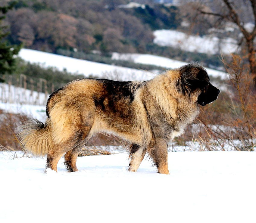 Rus Kafkas Dağ Köpeği, beyaz çoban HD duvar kağıdı