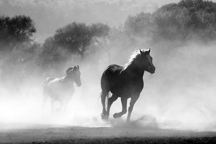 Brown and White Stallions Running in a Field · Stock, horses stallions HD wallpaper