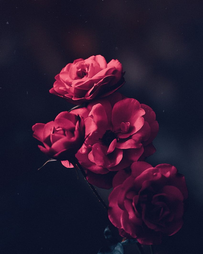 50 Lovely, happy friday rose HD phone wallpaper