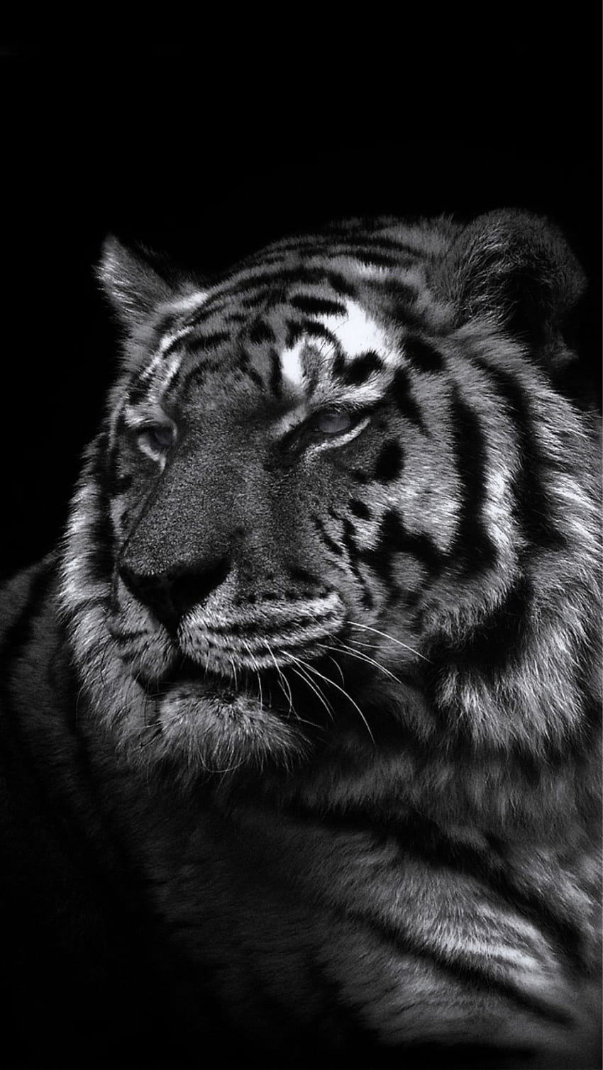 Tiger Phone Wallpaper  Mobile Abyss