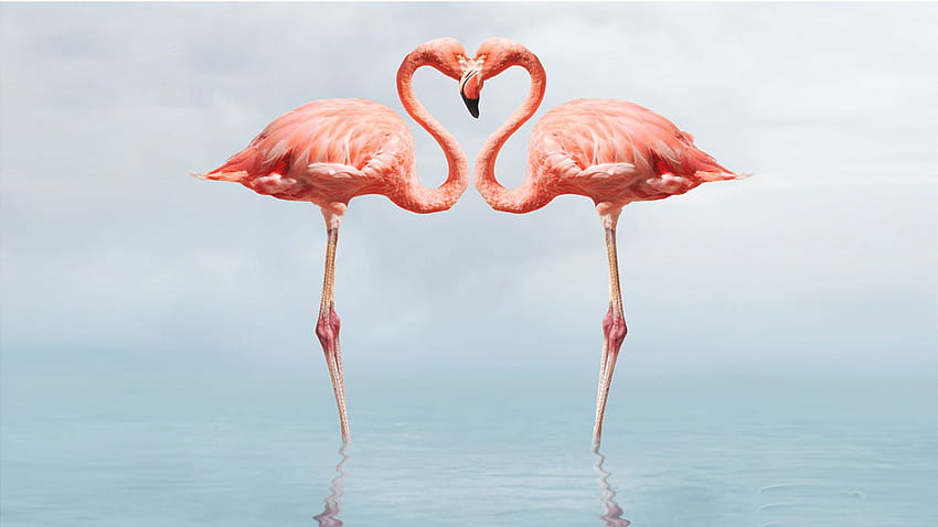 Flamingo Bird, flamingi wielkanocne Tapeta HD