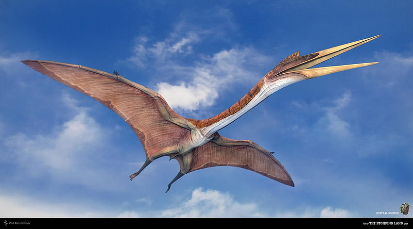 Best 6 Quetzalcoatlus on Hip, pterodactyl HD wallpaper