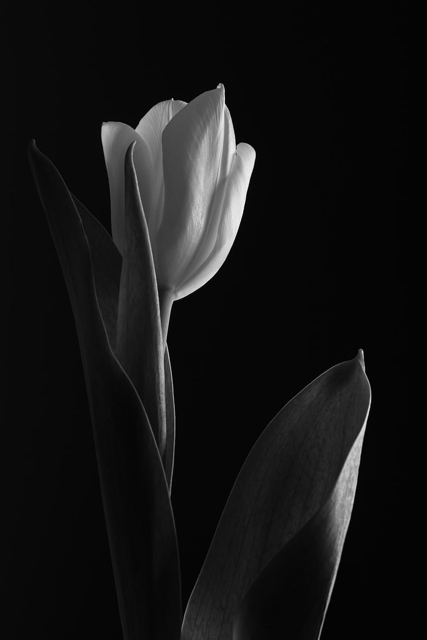 Zabawa z kwiatami, ciemny tulipanowy iPhone Tapeta na telefon HD