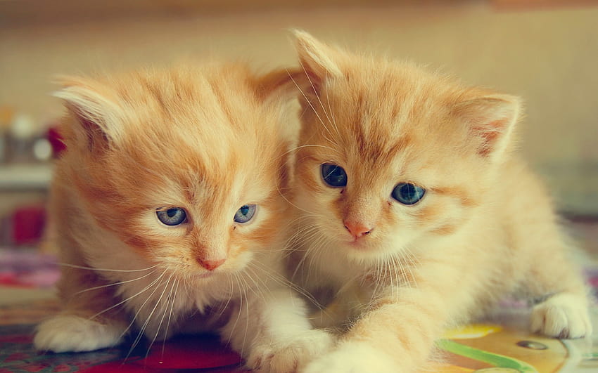 ginger kittens, small cat, cute animals, cats, twins with resolution 2560x1600. High Quality, small cats HD wallpaper