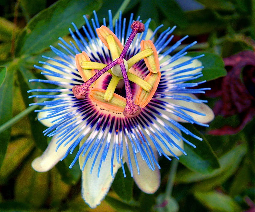 Passion Flower, passion fruit flower HD wallpaper