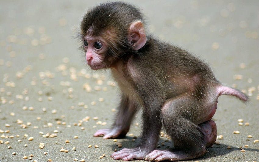 New of Cute Baby Monkey, wild monkey HD wallpaper
