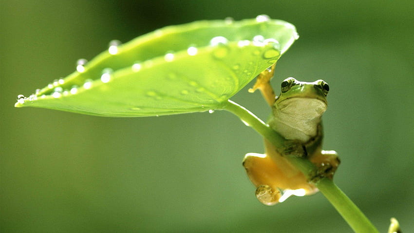 pics green frog leaf nature water drops quality, frog morphology HD wallpaper