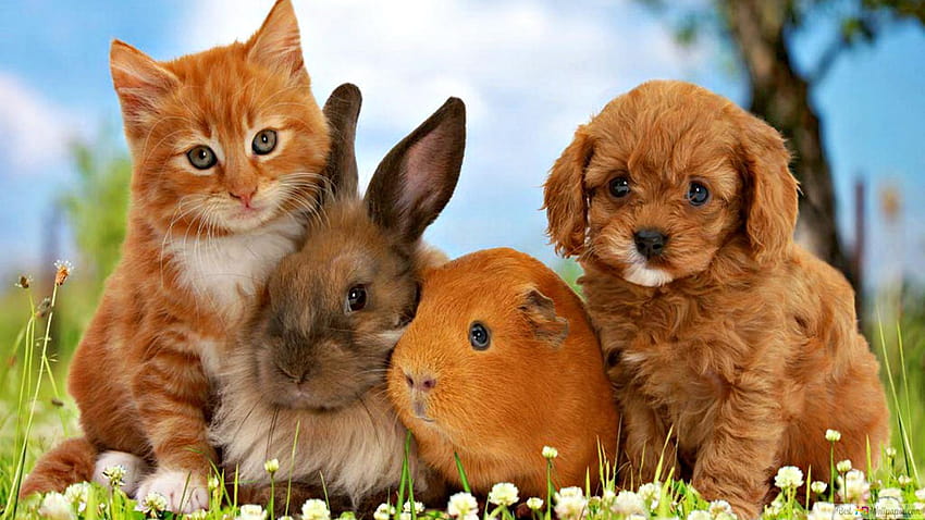 Kucing, kelinci, hamster dan anjing bersama-sama merayakan paskah dengan bunga aster, kelinci dan hamster Wallpaper HD