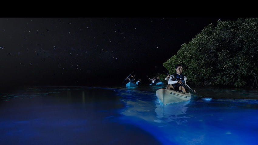 7 endroits pour découvrir le phénomène de la bioluminescence Light Up, plancton lumineux Fond d'écran HD