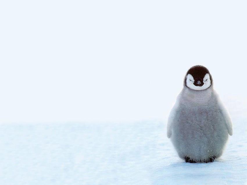 พื้นหลังนกเพนกวินน่ารักสัตว์นกเพนกวิน วอลล์เปเปอร์ HD