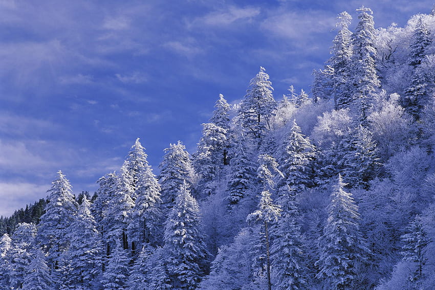 When Will I See Snow in the Smoky Mountains?, smoky mountains winter HD wallpaper