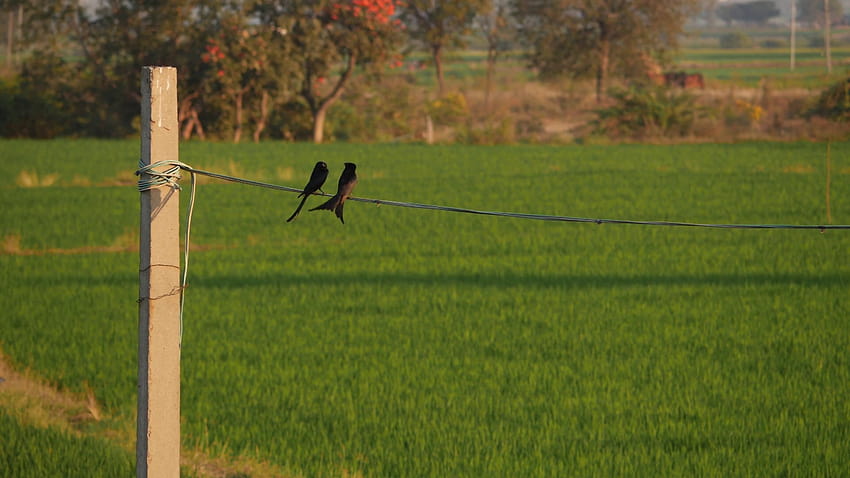 Footage of two birds sitting on a wire, Black birds sitting in wire Stock Video Footage HD wallpaper
