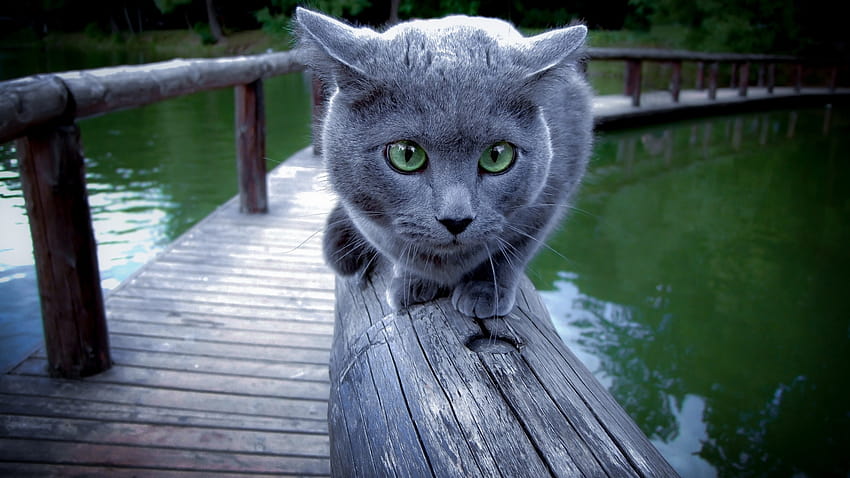 Russian Blue Cat Walking on Wood HD wallpaper