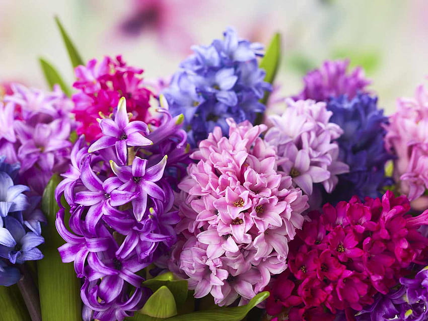 Hyacinth , Earth, HQ Hyacinth, violet hyacinths flowers HD wallpaper