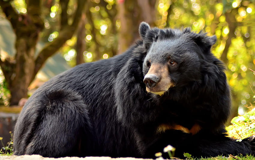 Asian black bear – Animals And Birds, spectacled bear HD wallpaper