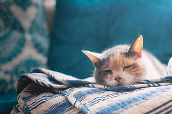 Mèo thường rất thích nằm ngủ trên giường của chủ nhân nó. Hãy thưởng thức những bức ảnh tuyệt đẹp về mèo ngủ trên giường với tư thế bụi ngực và đôi mắt nhắm mi cực kỳ dễ thương.
