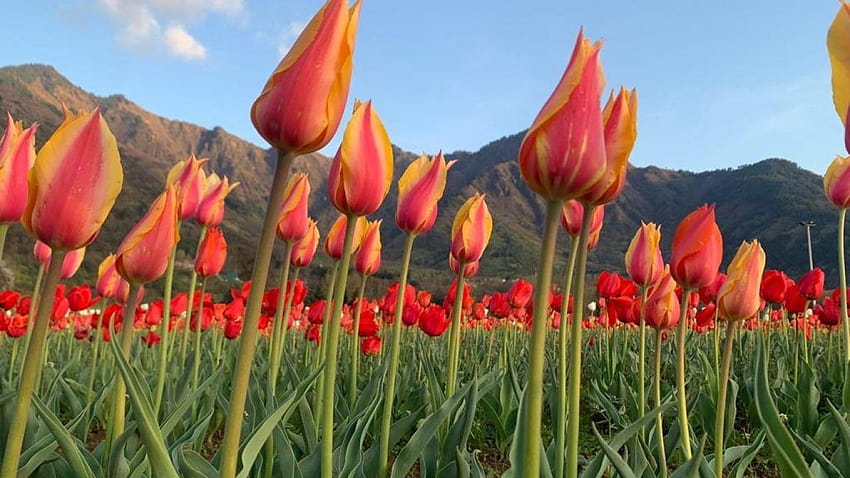 Il più grande giardino di tulipani dell'Asia è in piena fioritura nel Kashmir, il giardino dei tulipani Indira Gandhi Sfondo HD