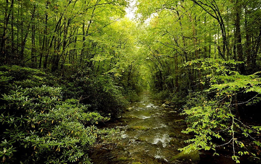 Precioso Bosque Verde y Creek HD wallpaper