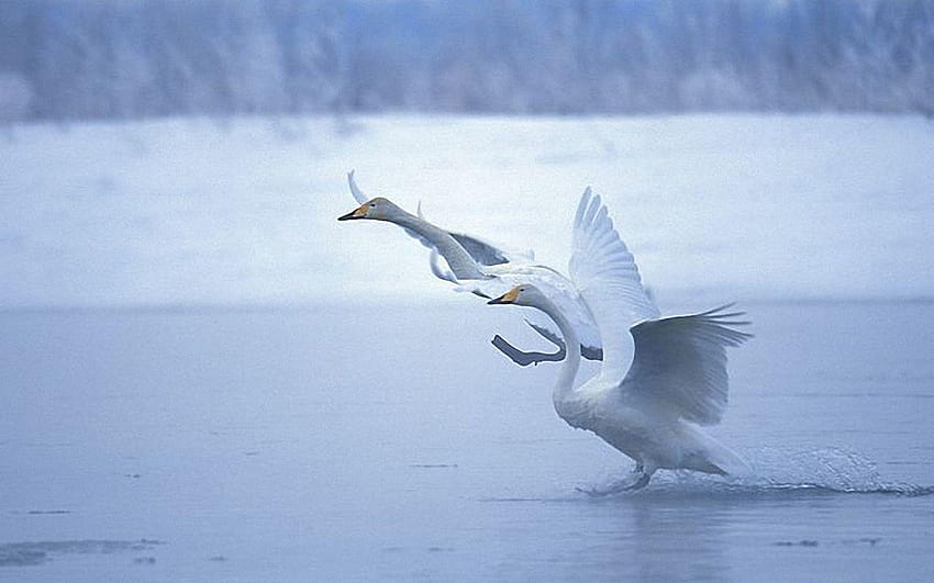 Swan Flying , Backgrounds HD wallpaper