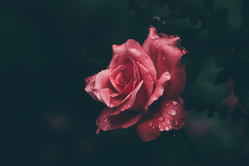 stock of roses backgrounds · Pexels HD wallpaper