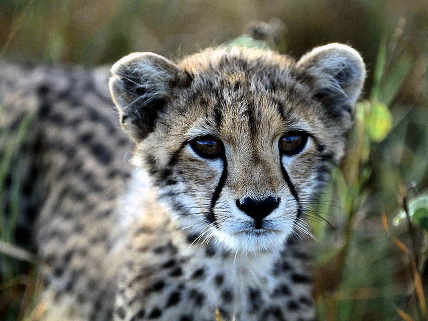 cute cheetah Gallery, cheetah cubs HD wallpaper
