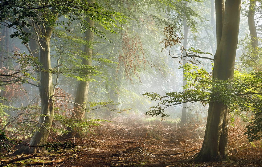Wald, England, Morgen, Dunst, Derbyshire, Peak District, Abschnitt Straße HD-Hintergrundbild