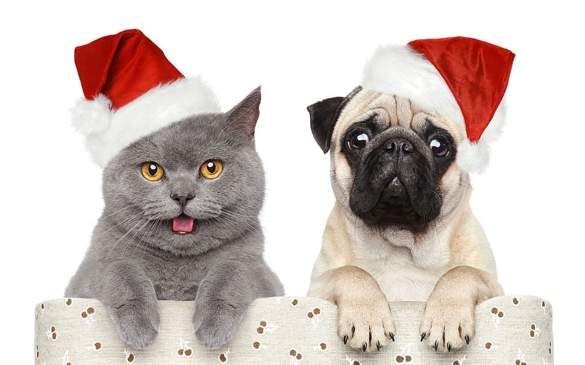 4 Klinik Dokter Hewan Terbaik di Pinggul, kucing dan anjing natal yang lucu Wallpaper HD