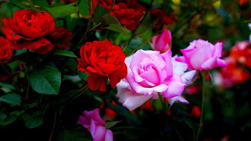 Kwiaty Ogród różany Różowe róże Natura Czerwone Pełne P Z, róża w ogrodzie mobilnym Tapeta HD
